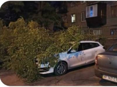 В Запорожье на авто рухнуло огромное дерево