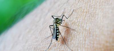 Россиянам рассказали об опасности комариных укусов