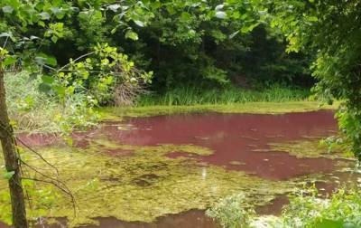 На Черниговщине водоем стал розовым по неизвестным причинам