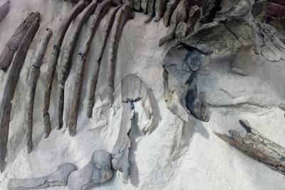 Учены обнаружили в США останки доисторического дельфина