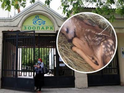 В Одессе посетительница зоопарка вмешалась в роды косули и наделала бед