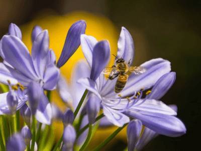 Массовые случаи гибели пчел участились в России