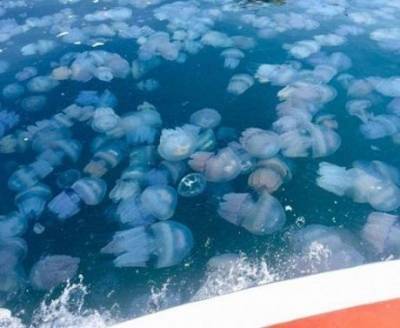 Азовское море кишит медузами (ВИДЕО)