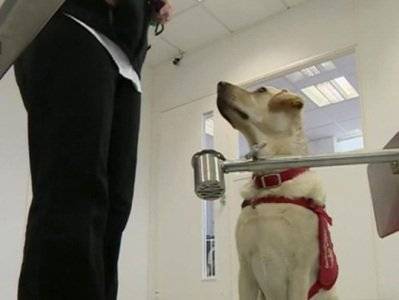 СМИ: МВД ОАЭ начало использовать собак для выявления коронавируса у людей