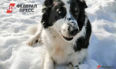 Российские звезды «пожертвовали голоса» приюту для животных