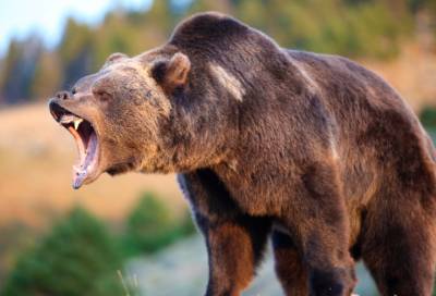 В Красноярском крае женщину растерзал медведь