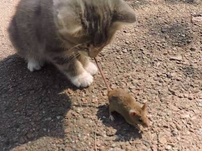 Смешное видео из Сети: Кот и мышь увидели друг друга и решили познакомиться