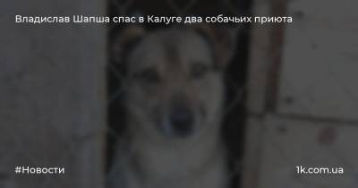 Владислав Шапша спас в Калуге два собачьих приюта