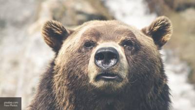 Подросток плюнул в известного медведя Мансура, воспитанного летчиками в Тверской области