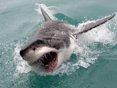 Из-за увеличения количества акул в США начали закрывать пляжи