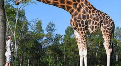 Как двухэтажный дом: в Австралии живет жираф-гигант, который попал в книгу Гиннеса (фото)