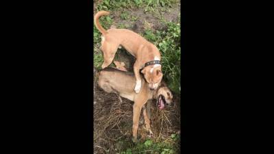 Зоозащитники хотят наказать сахалинца, натравившего стаффа на беспомощную собаку