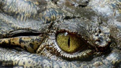 Восемнадцатилетний парень попал в пасть крокодилу во время ритуала для "хорошего здоровья"