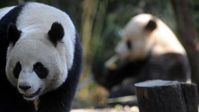 Видео: панды московского зоопарка устроили веселые игрища в честь дня рождения