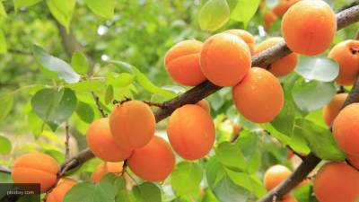 Диетолог Кононенко объяснила, кому вредно есть персики и абрикосы