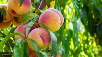 Персики и абрикосы могут быть опасными для некоторых людей