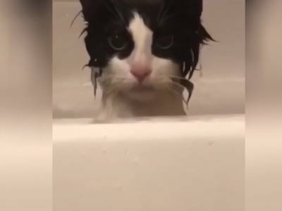 «Это надо видеть!»: необычная реакция кота на купание рассмешила Сеть