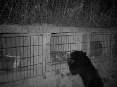 Китайский медведь совершил набег на пасеку и слопал 8 кило меда