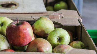 В России резко выросла розничная цена яблок