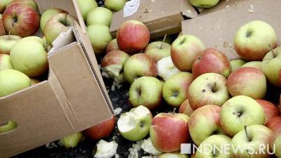 В России подскочили цены на яблоки