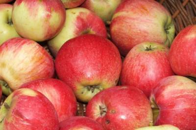 Яблоки в российских магазинах подорожали почти на треть