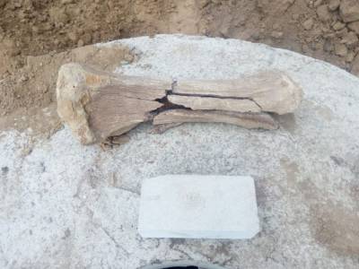 В посёлке под Воронежем нашли останки мамонта