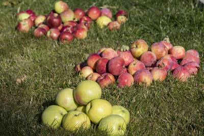 Цены на яблоки выросли почти на треть этим летом