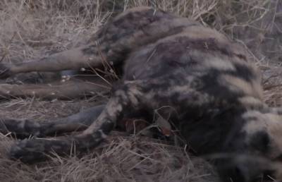 Собака притворилась мертвой, чтобы обмануть львов, которые охотились на нее