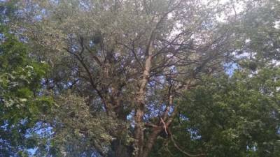 Во Львове "полечат" самое большое дерево города, которому около 200 лет