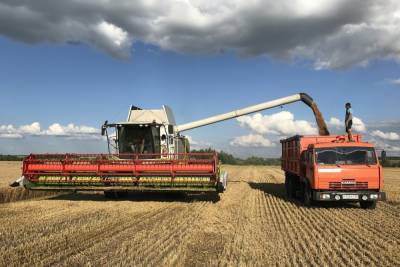 Урожай зерновых в Ивановской области обещает быть сильно больше прошлогоднего