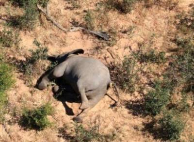 Названа возможная причина гибели слонов в Ботсване