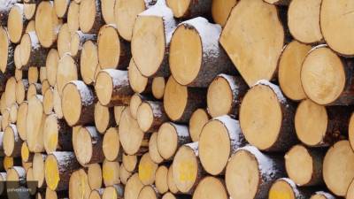 Американские специалисты нашли способ сделать древесину прозрачной