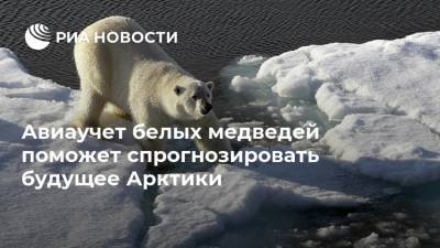 Авиаучет белых медведей поможет спрогнозировать будущее Арктики