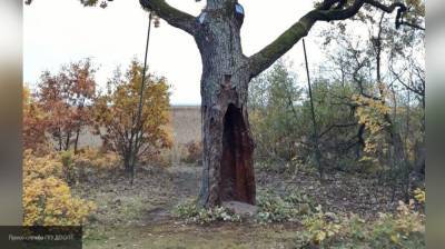 Легковушка приземлилась на крышу после удара об дерево в Калининградской области
