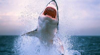 В США закрывают пляжи из-за нашествия агрессивных акул - inform-ua.info - США - штат Мэн - Нассау - Закрытие - Нападение