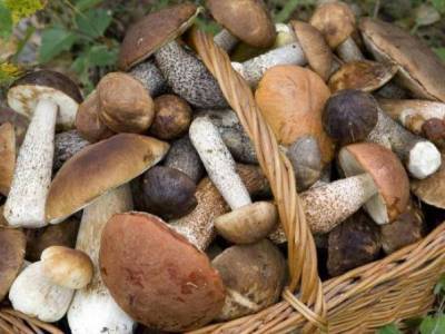 В Ванадзоре пятеро граждан отравились собранными в лесу грибами: четверо из них в реанимационном отделении