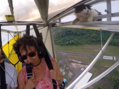Во Франции кошка случайно научилась летать