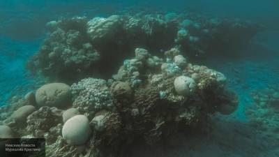 "Невозможные" организмы обнаружены на дне моря