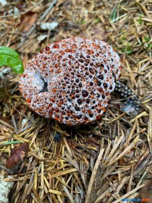 На Сахалине нашли новый гриб — несъедобный кровавый зуб