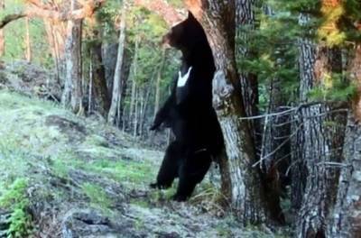 В Хабаровском крае популяция гималайских медведей увеличилась