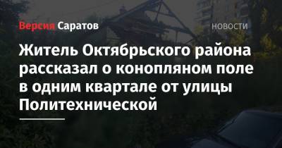 Житель Октябрьского района рассказал о конопляном поле в одним квартале от улицы Политехнической