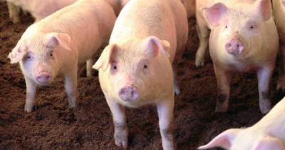 Два новых очага африканской чумы свиней обнаружены в Приморье