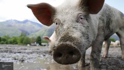 Две вспышки африканской чумы выявлены среди свиней в Приморье