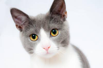 Учёные из США рассказали об особенностях передачи COVID-19 кошками