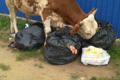 Коровы в Засопке жуют мусор из мешков из-за отсутствия контейнеров — очевидец
