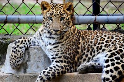 Радий Хабиров потребовал выгнать частные зоопарки из Башкирии