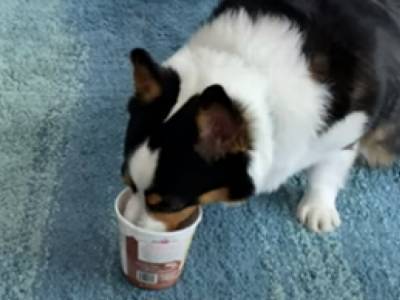 Жадная собака не захотела делиться мороженым с хозяйкой