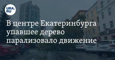 В центре Екатеринбурга упавшее дерево парализовало движение. ФОТО