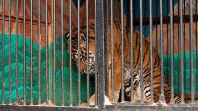 «В цивилизованных странах такого нет»: Радий Хабиров раскритиковал передвижные зоопарки в Уфе