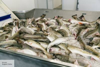 Британия рискует выкупать свою же рыбу у России - politros.com - Россия - Англия